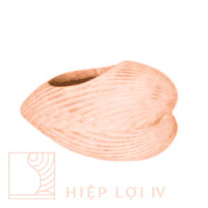 #HL 0155