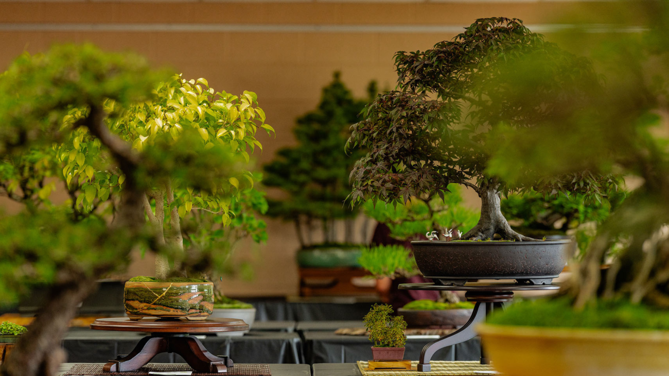 ART OF BONSAI